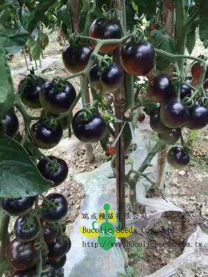 Tomato 56 - Tomato 56